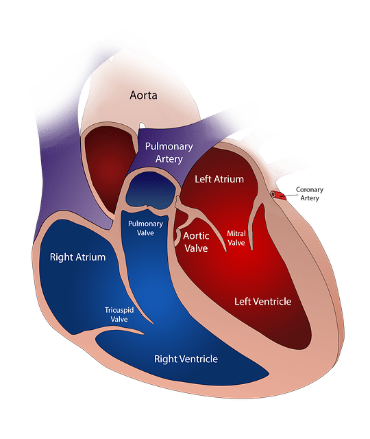 anatomie coeur humain